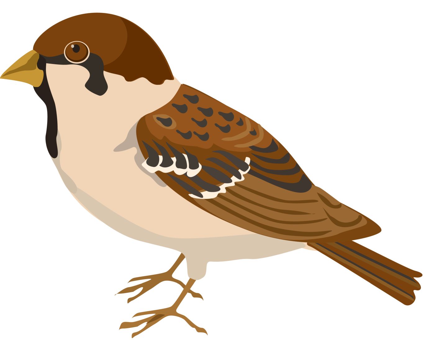 Sparrow PNG    图片编号:20149