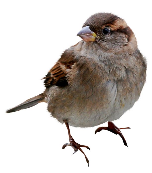 Sparrow PNG    图片编号:20116