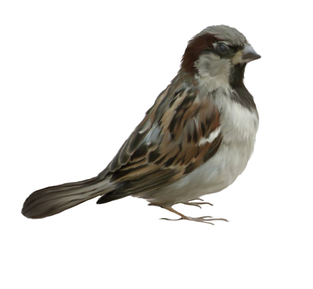 Sparrow PNG    图片编号:20117