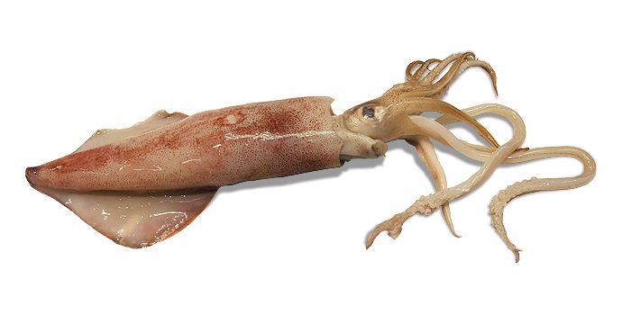 Squid PNG    图片编号:47192