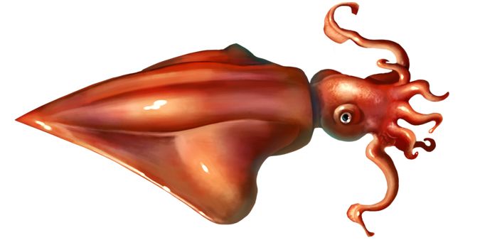 Squid PNG    图片编号:47194