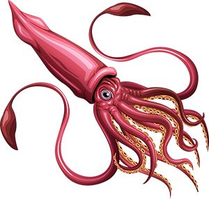 Squid PNG    图片编号:47196