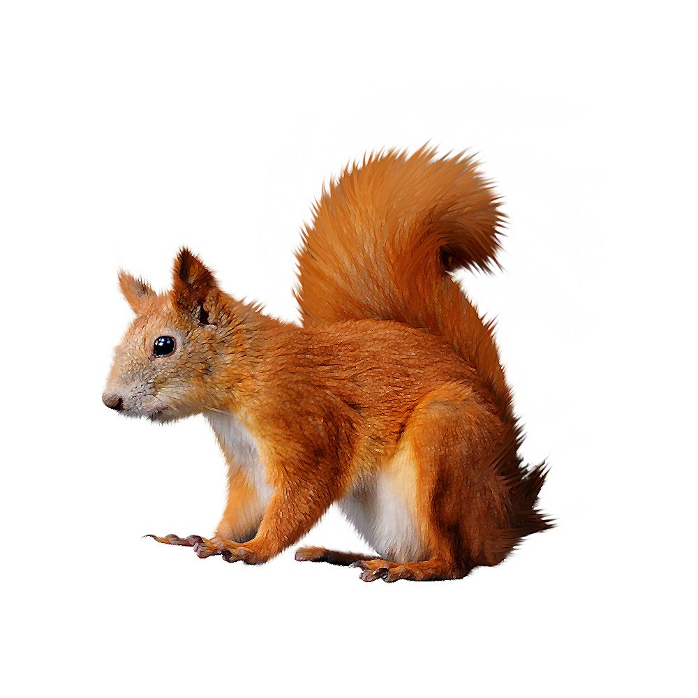 Squirrel PNG    图片编号:15780