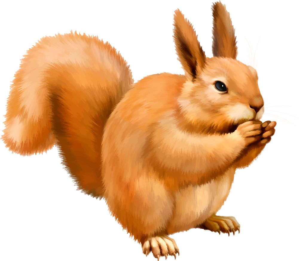 Squirrel PNG    图片编号:15781
