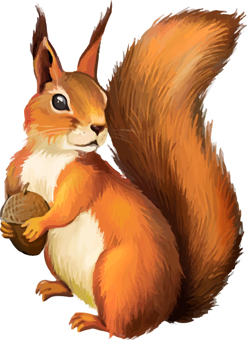 Squirrel PNG    图片编号:15782