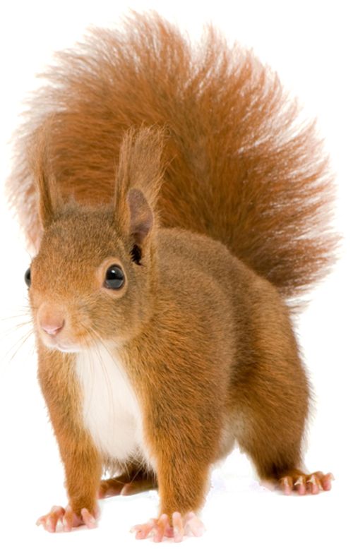 Squirrel PNG    图片编号:15786