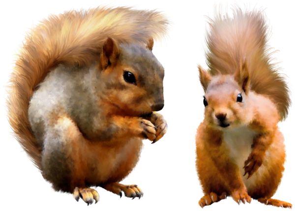 Squirrel PNG    图片编号:15788