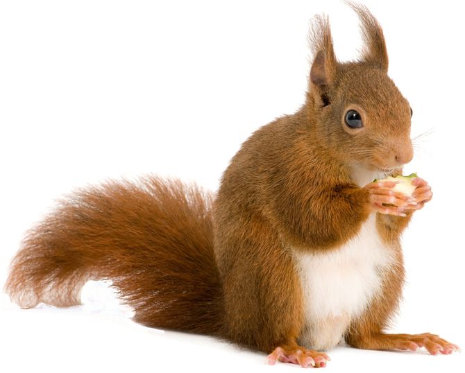 Squirrel PNG    图片编号:15789