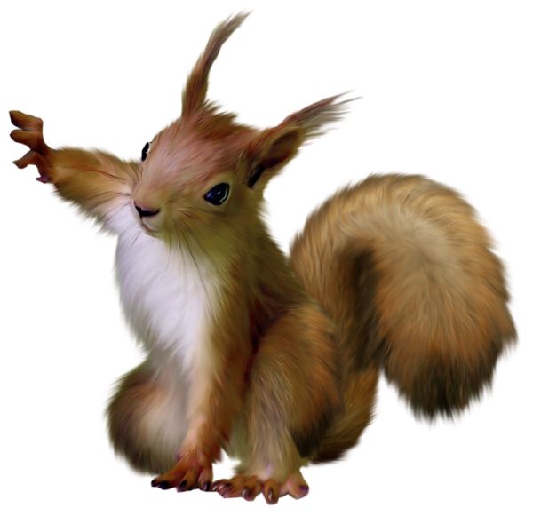 Squirrel PNG    图片编号:15797