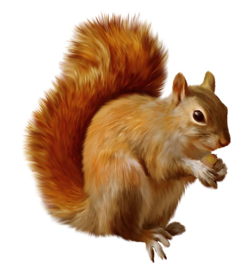 Squirrel PNG    图片编号:15798