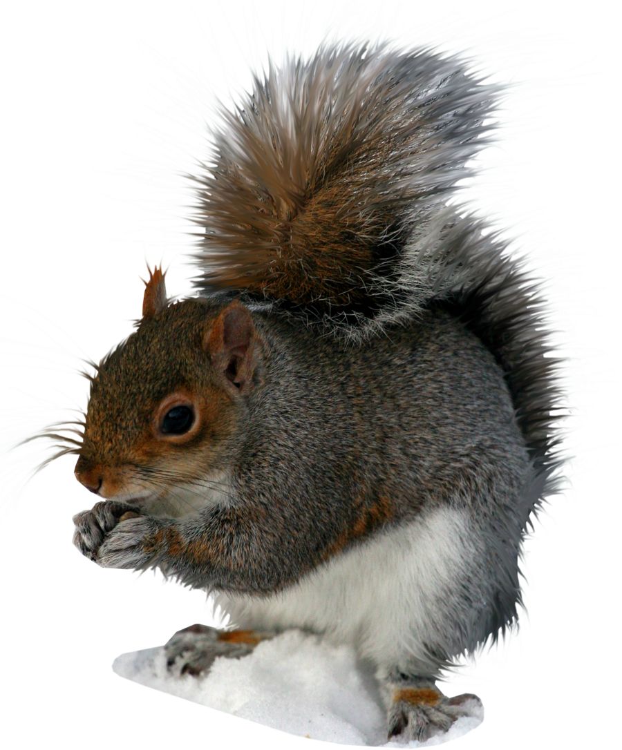 Squirrel PNG    图片编号:15799
