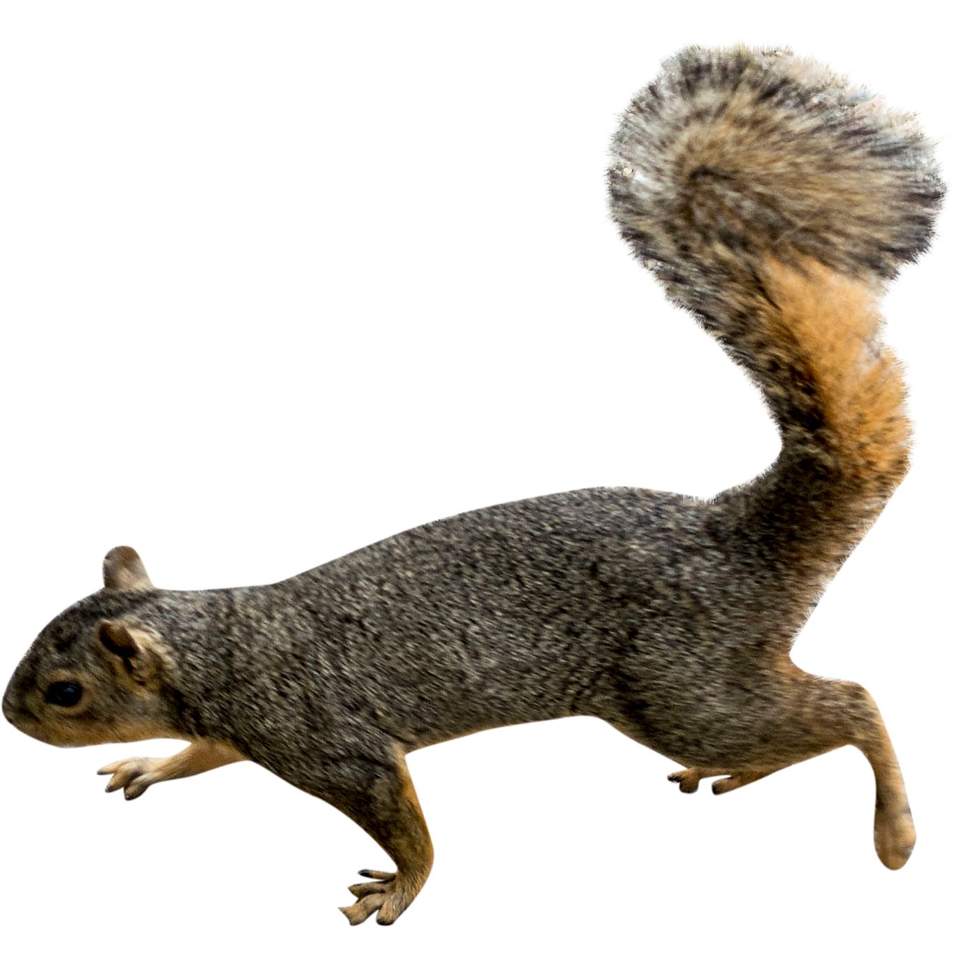 Squirrel PNG    图片编号:15800