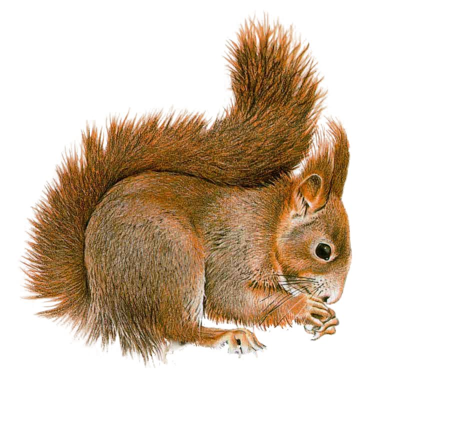 Squirrel PNG    图片编号:15801