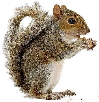 Squirrel PNG    图片编号:15802