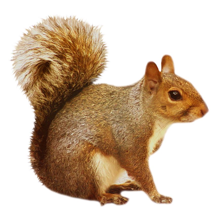 Squirrel PNG    图片编号:15804