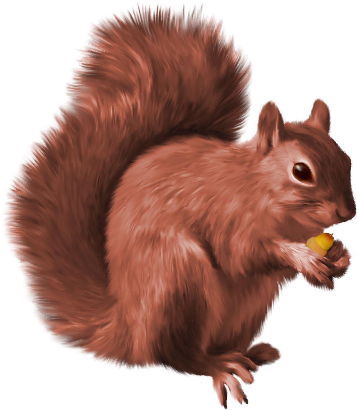 Squirrel PNG    图片编号:15805