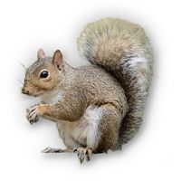 Squirrel PNG    图片编号:15806