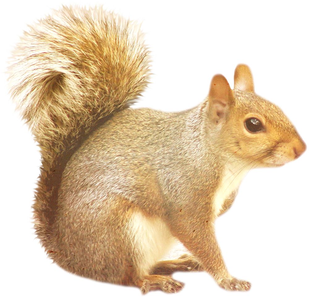 Squirrel PNG    图片编号:15807