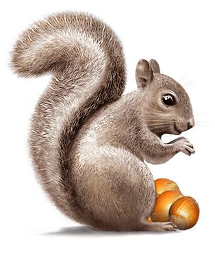 Squirrel PNG    图片编号:15809