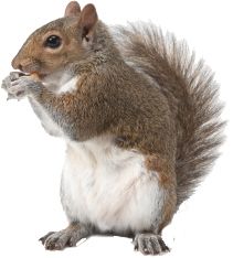 Squirrel PNG    图片编号:15810
