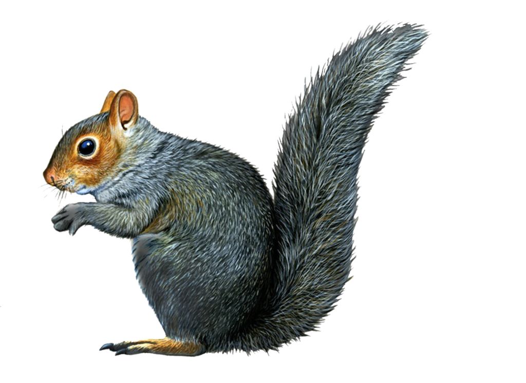 Squirrel PNG    图片编号:15811