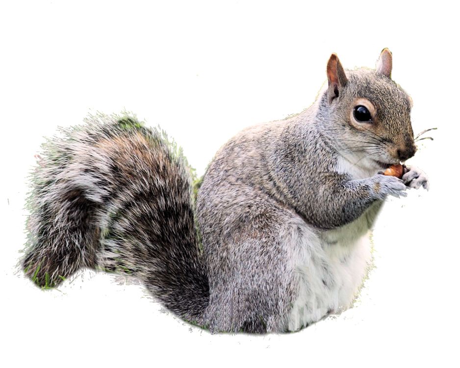 Squirrel PNG    图片编号:15812