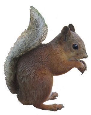 Squirrel PNG    图片编号:15813