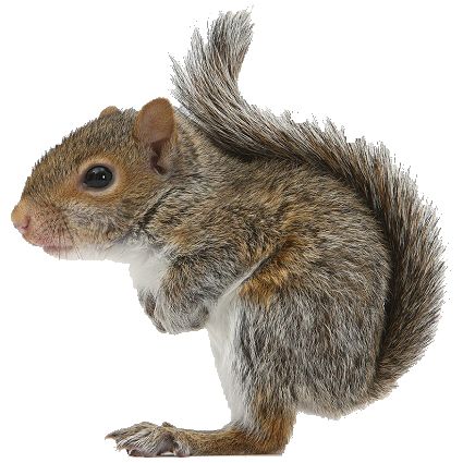 Squirrel PNG    图片编号:15814