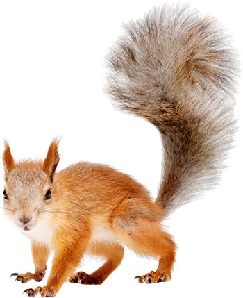 Squirrel PNG    图片编号:15817