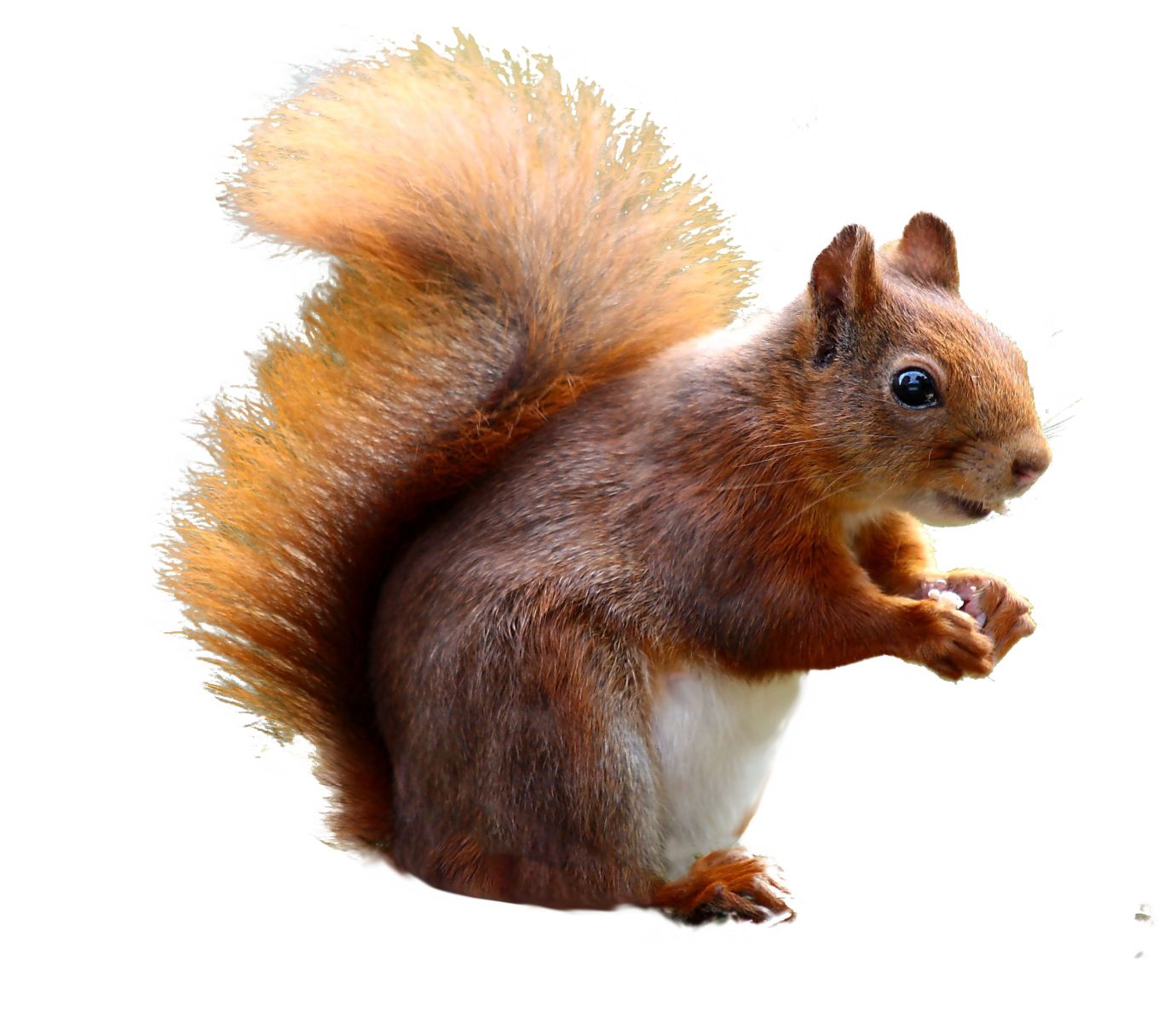 Squirrel PNG    图片编号:96430
