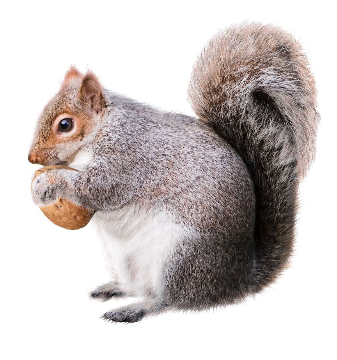 Squirrel PNG    图片编号:96435