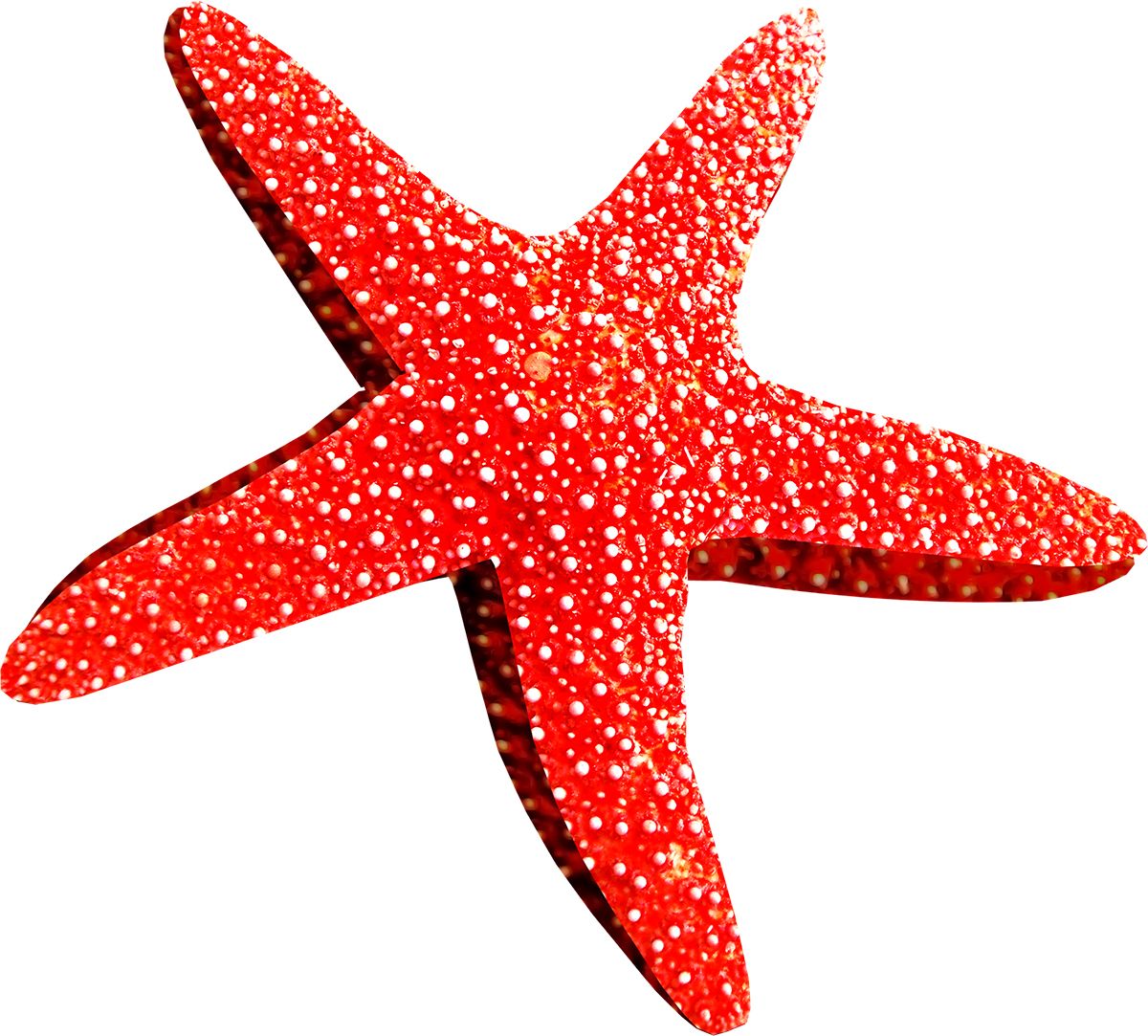 Starfish PNG    图片编号:37362