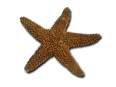 Starfish PNG    图片编号:37365