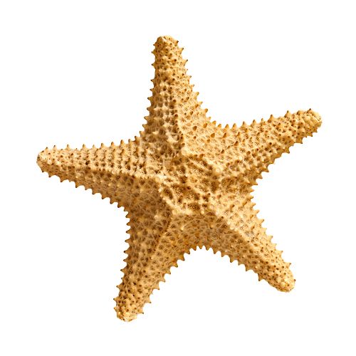 Starfish PNG    图片编号:37366