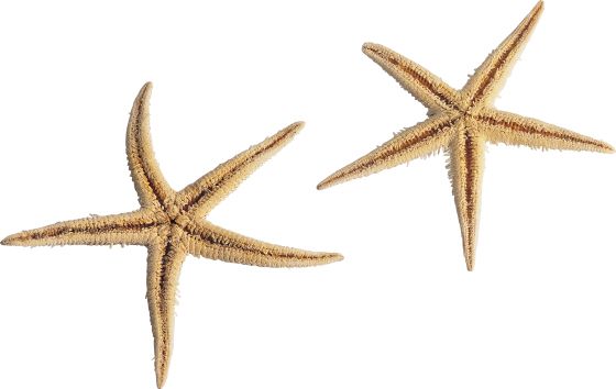Starfish PNG    图片编号:37367