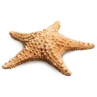 Starfish PNG    图片编号:37368