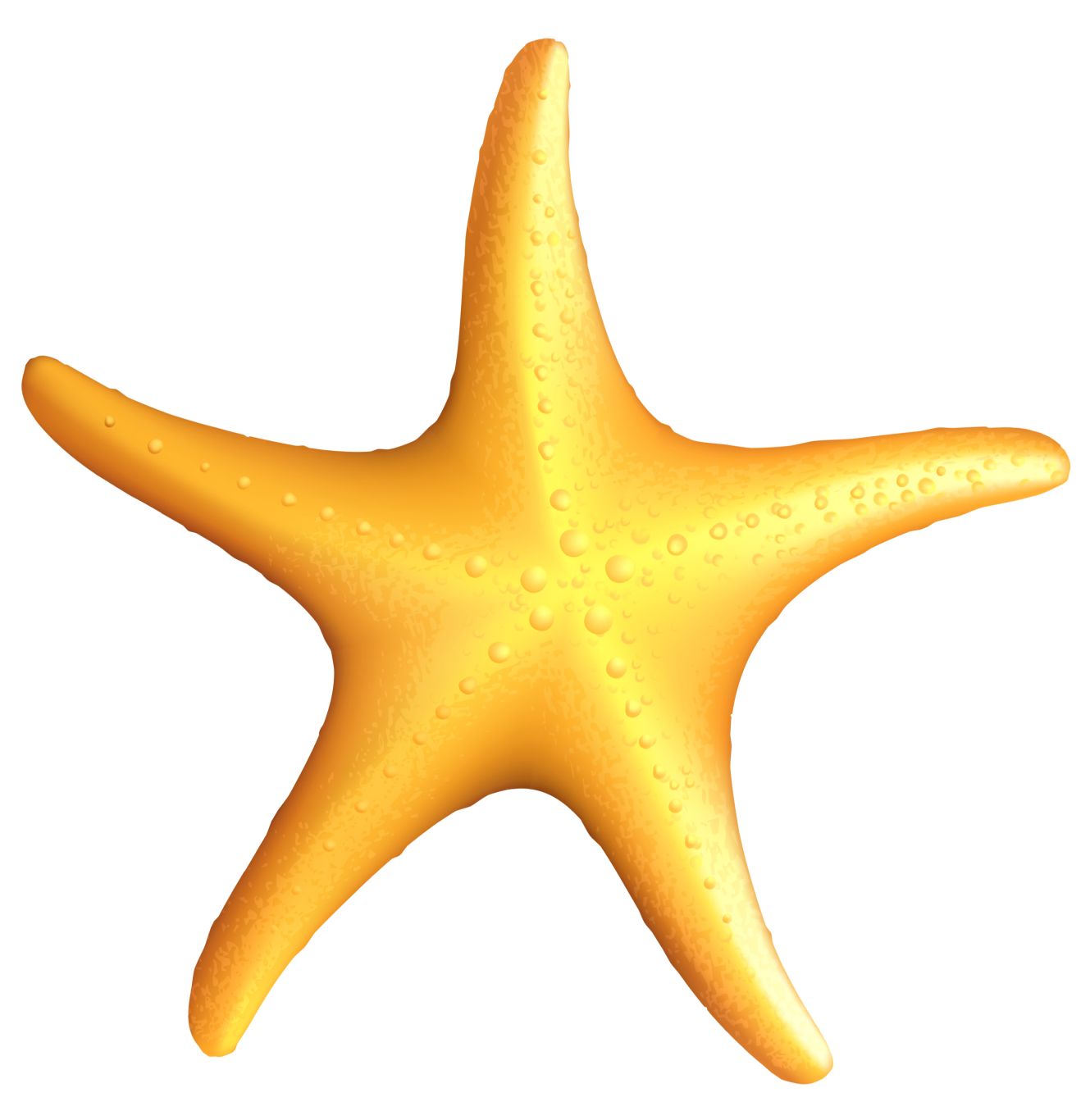 Starfish PNG    图片编号:37369