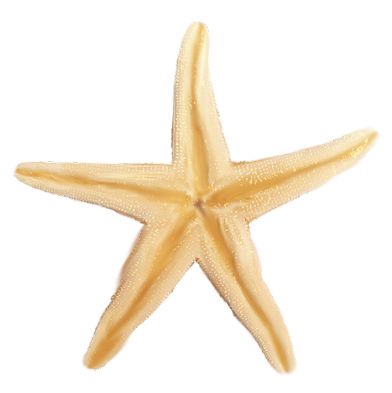 Starfish PNG    图片编号:37370