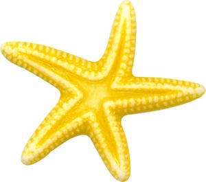 Starfish PNG    图片编号:37353
