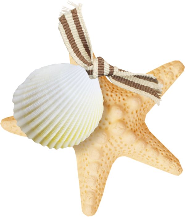 Starfish PNG    图片编号:37371
