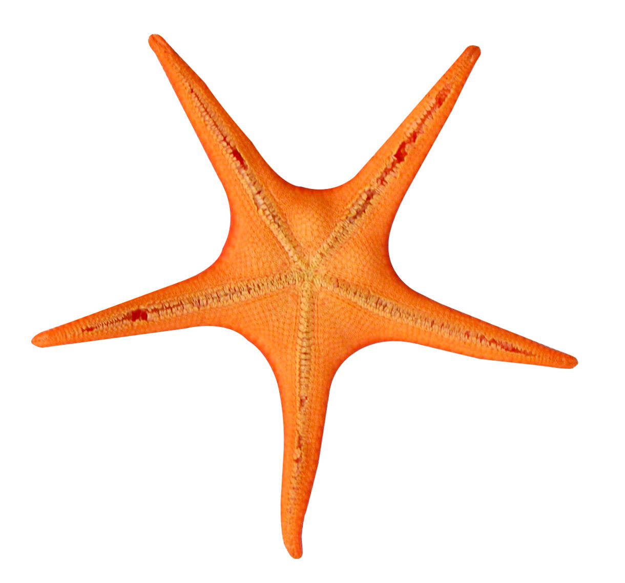 Starfish PNG    图片编号:37375