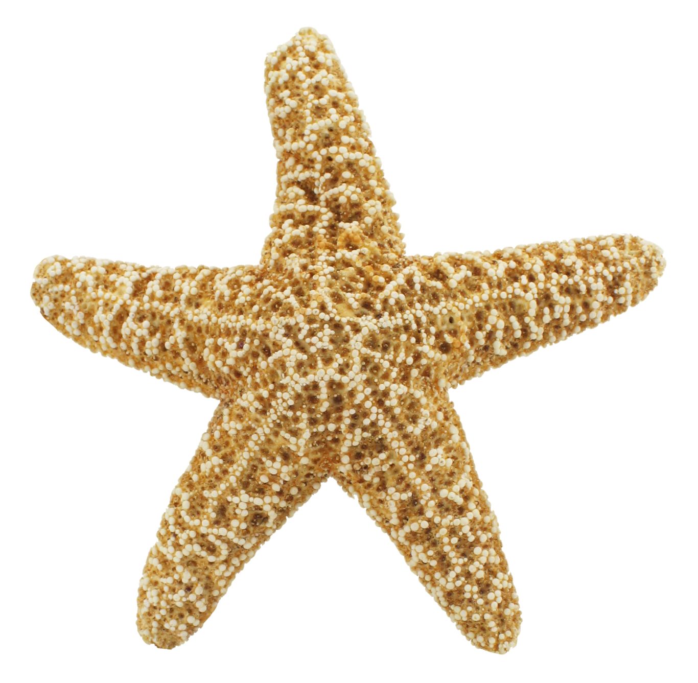 Starfish PNG    图片编号:37376