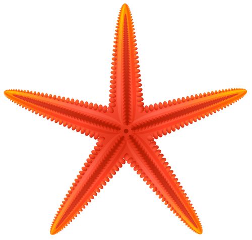 Starfish PNG    图片编号:37377