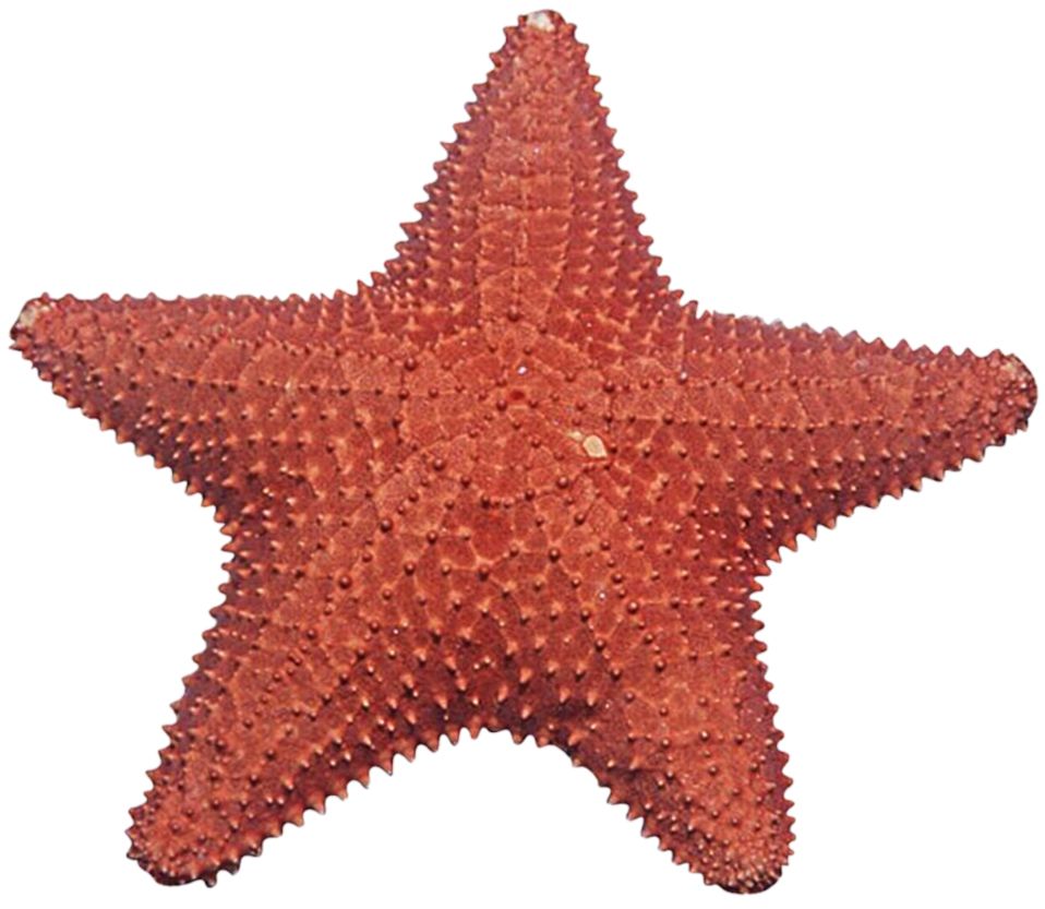 Starfish PNG    图片编号:37380