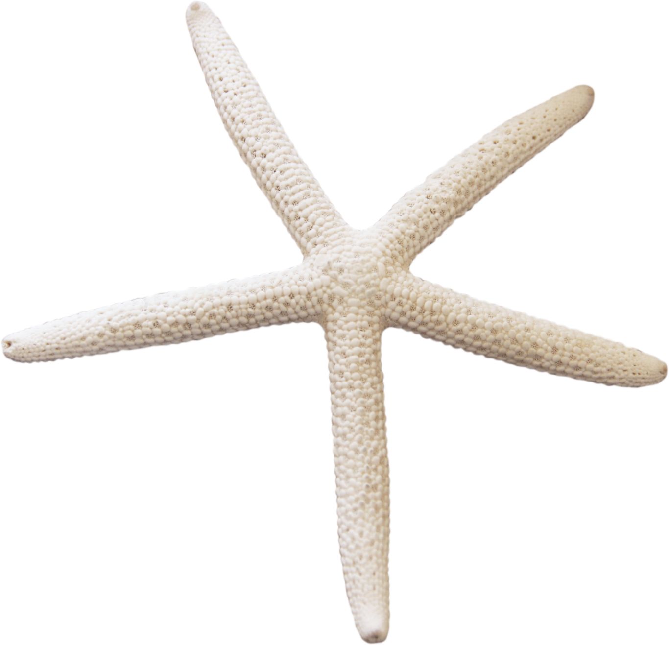 Starfish PNG    图片编号:37354