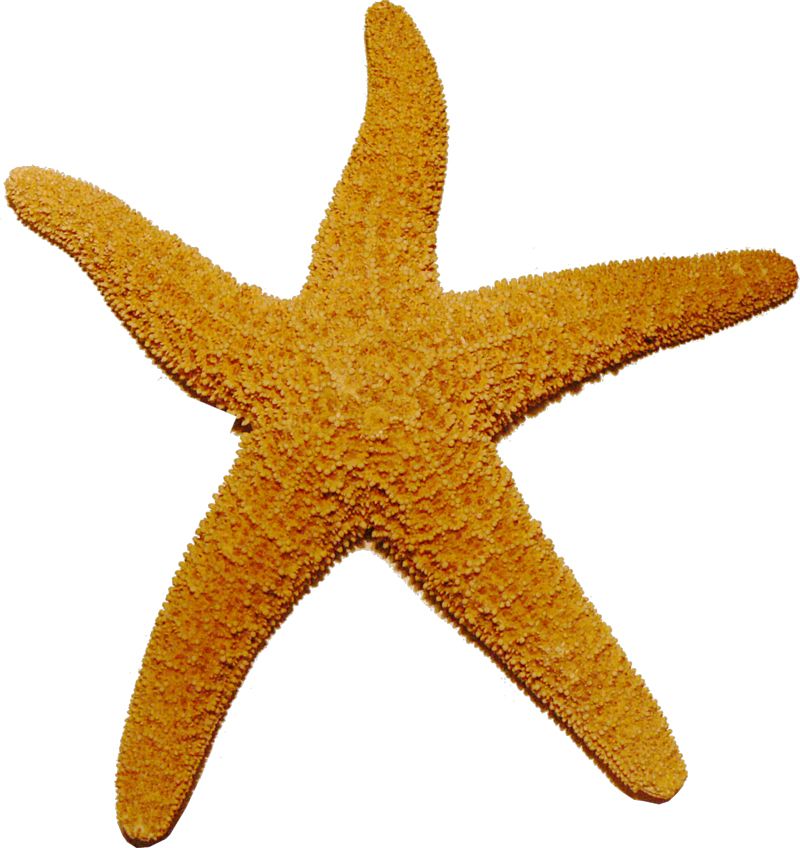 Starfish PNG    图片编号:37381