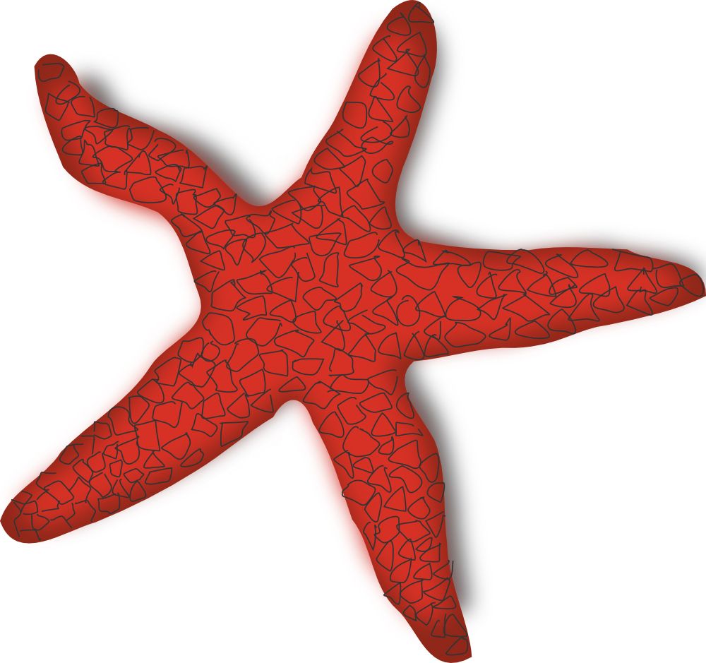 Starfish PNG    图片编号:37384