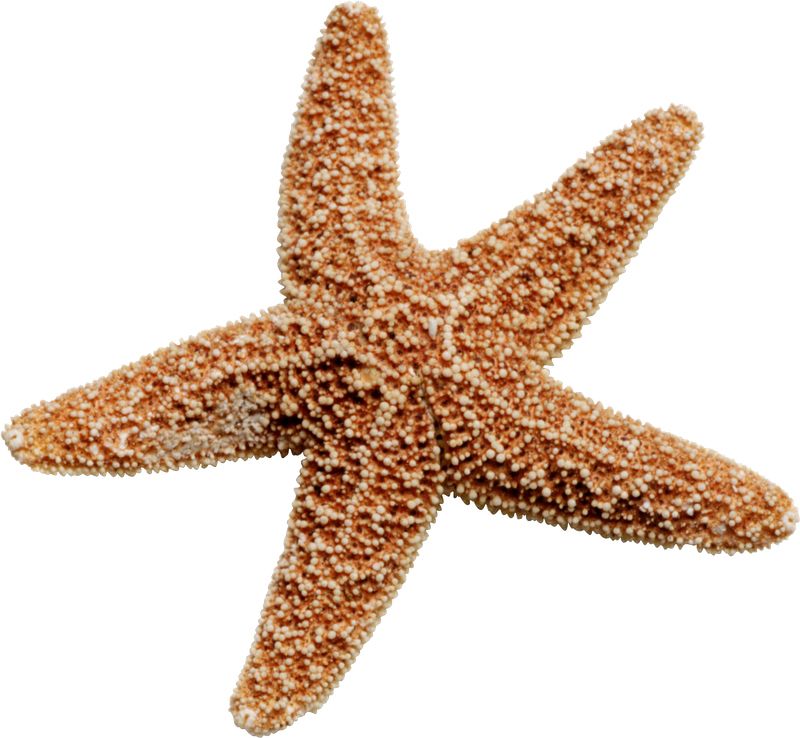 Starfish PNG    图片编号:37385