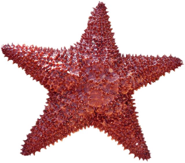 Starfish PNG    图片编号:37387