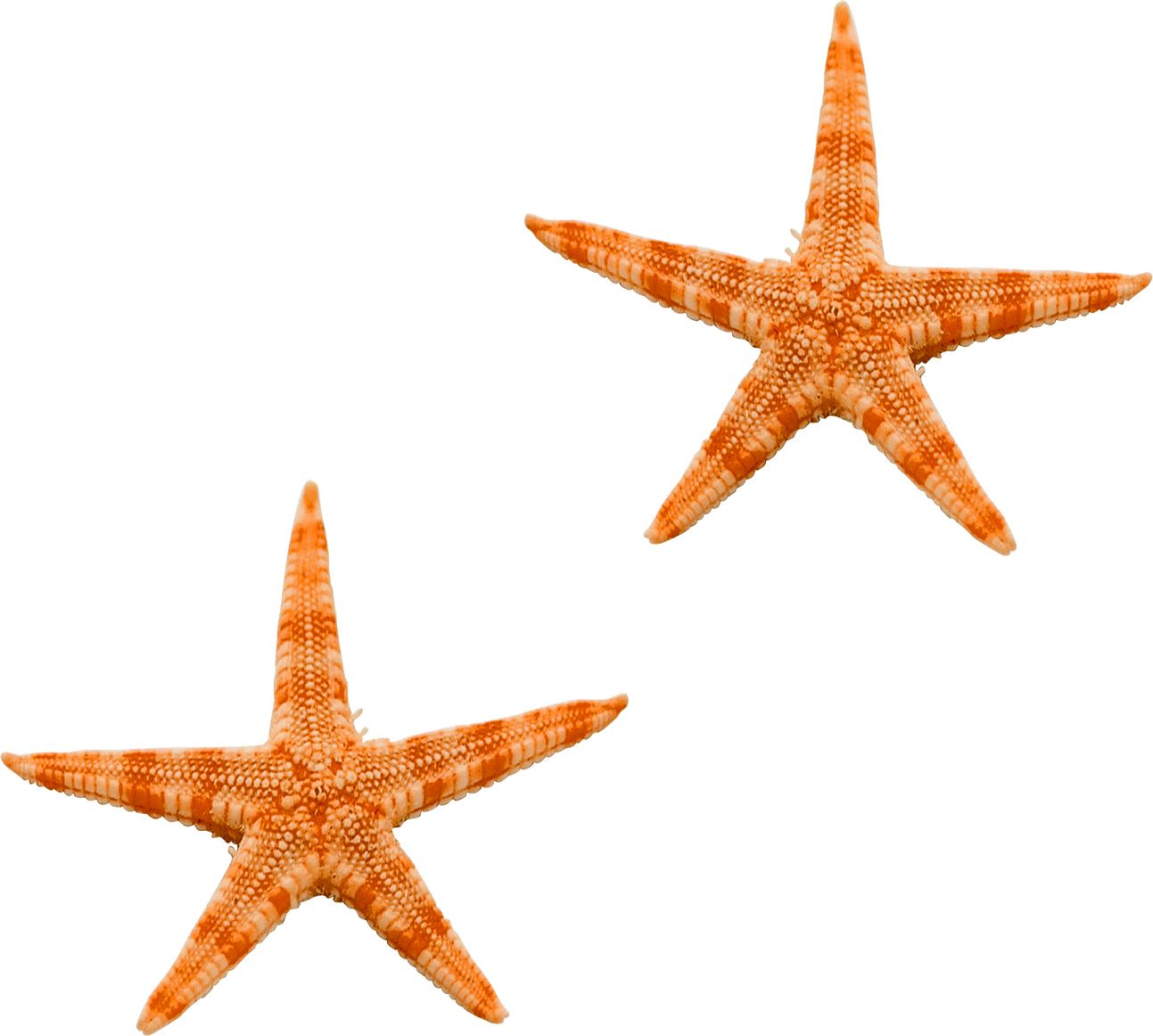Starfish PNG    图片编号:37356